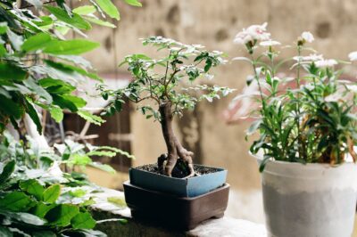 Ideal Conditions: Best Placement for Indoor Bonsai