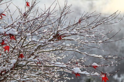 Maple Tree Winter Care: Tips & Steps