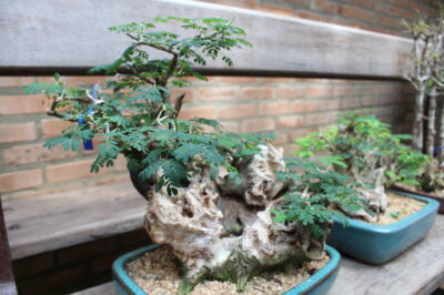 Tropical Bonsai Trees: Indoor Care Guide