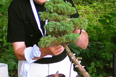 Step by Step Yamadori Bonsai Trees Collection: Best Places & Times