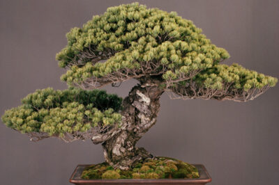 Step by Step Guide for Importing Bonsai From Japan & Asia to USA: Expert Tips