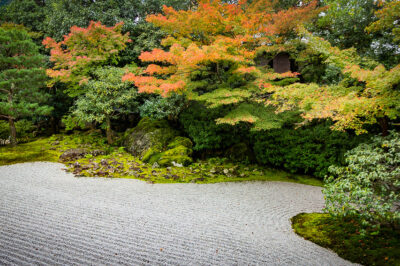 Top Accent Plants for Karesansui Gardens: Enhancing Dry Landscape Contrast